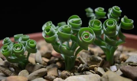 弹簧草怎么养殖?弹簧草的养殖方法你还不会吗!