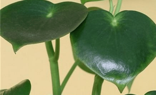 荷叶椒草怎么养？怎么才能让荷叶椒草更旺盛？