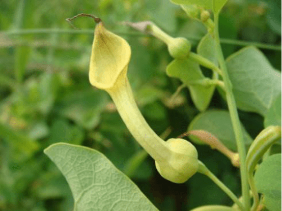 小小一颗管花马兜铃具有什么功效呢?管花马兜铃功效介绍！