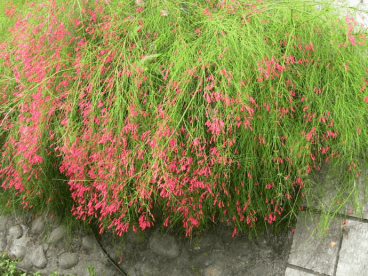 你知道炮仗竹的花语是什么吗?又有什么寓意呢?炮仗竹的花语介绍!