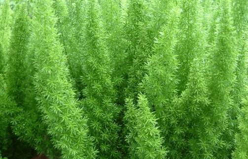 天门冬怎么养？怎么才能让天门冬更健康？