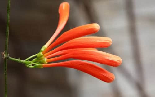 你知道炮仗花的花语是什么吗？让我们一起来了解一下它的文化意义！