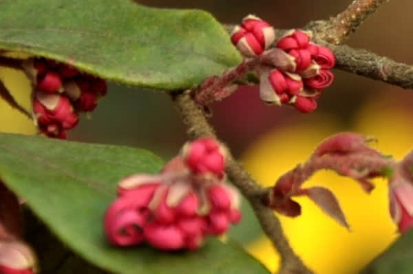 红花继木遭遇病虫害该怎么处理?红花继木防病虫害方法介绍!