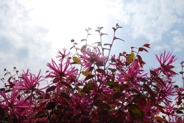 红花继木的修剪方法你会吗?学会这些让你的红花继木更美观!