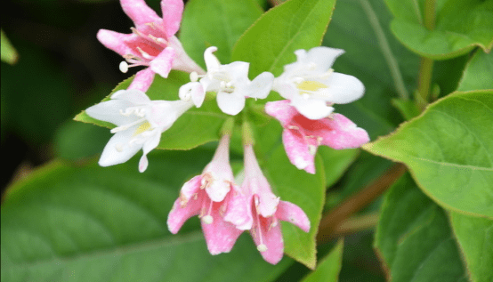 海仙花繁殖方法?学会这些轻轻松松繁殖海仙花!