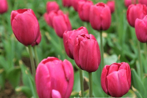郁金香什么时候开花?郁金香如何延长花期?