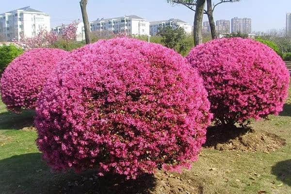 红花继木怎么养殖?红花继木养殖方法介绍!