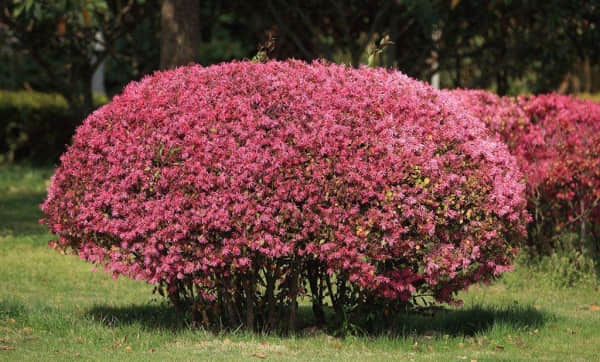 红花继木有哪些作用?这些功效你都了解吗!