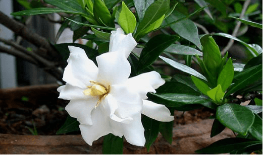 小叶栀子几月开花?看完这些让你更了解它!