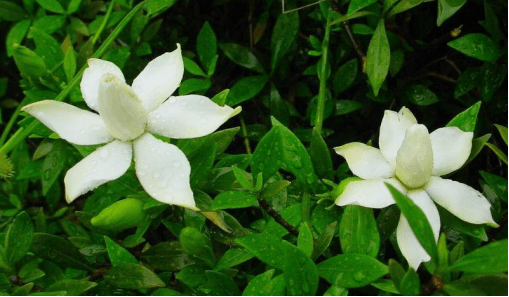 小叶栀子几月开花?看完这些让你更了解它!