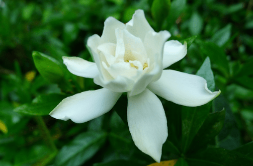 小叶栀子几月开花?看完这些让你更了解它!
