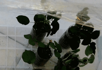 月季花扦插方法介绍！怎样能保证月季花扦插的成活率呢？