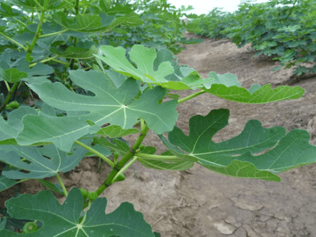 无花果怎么种植？学会这些无花果树更加枝繁叶茂果实多！