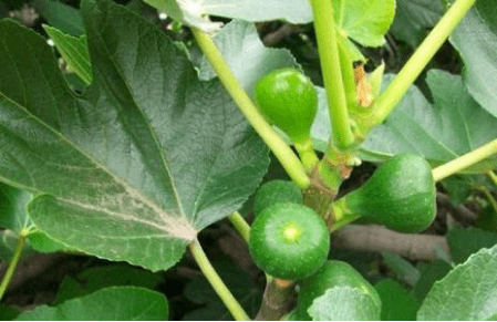 无花果怎么种植？学会这些无花果树更加枝繁叶茂果实多！
