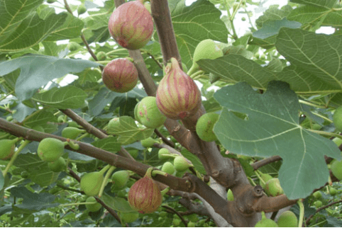 无花果怎么种植？学会这些无花果树更加枝繁叶茂果实多！
