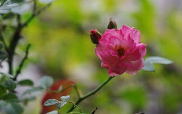 微型月季有什么品种?微型月季花品种大全!