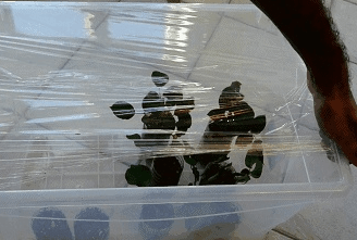 月季花扦插方法介绍！怎样能保证月季花扦插的成活率呢？