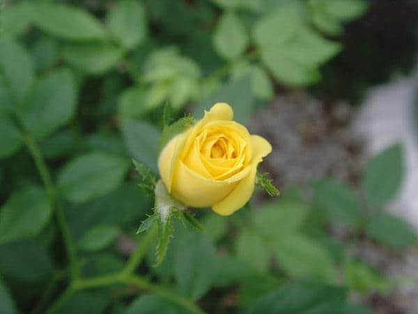 微型月季有什么品种?微型月季花品种大全!