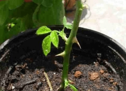 月季花扦插方法介绍！怎样能保证月季花扦插的成活率呢？