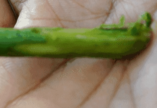 月季花扦插方法介绍！怎样能保证月季花扦插的成活率呢？
