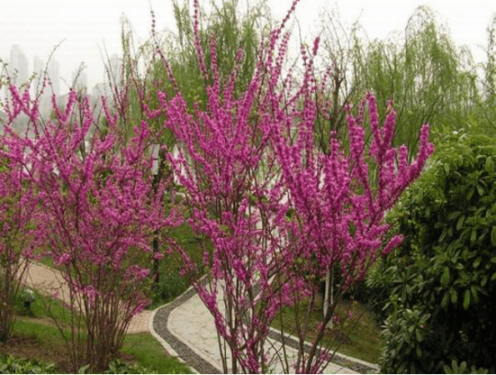 你知道紫荆树什么时候开花吗?紫荆树该怎么栽培才易开花呢?