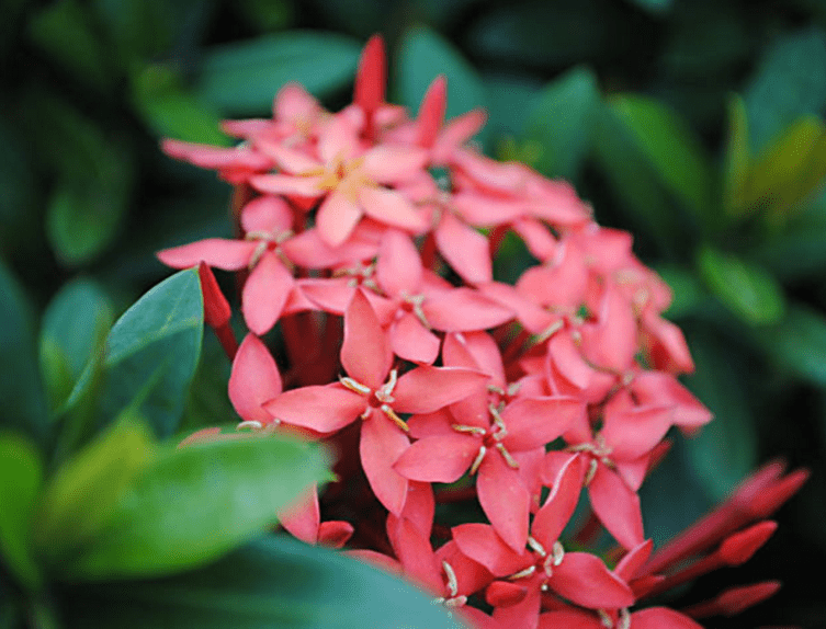 仙丹花花语是什么？仙丹花花语和传说介绍！