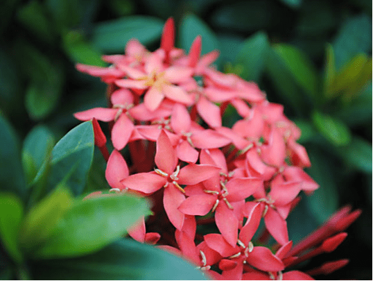 仙丹花有毒吗？仙丹花有哪些功效与作用呢？