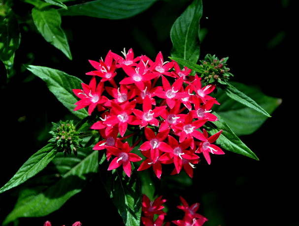 仙丹花怎么修剪?仙丹花修剪方法介绍!