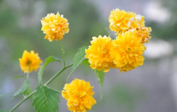 棣棠花的花语是什么？它的美丽传说你听说过吗？