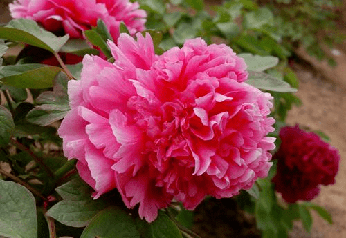 牡丹花什么时候开花?牡丹花花期应该注意什么?