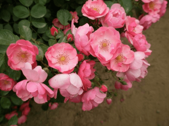 缫丝花的花期是什么时候？这个时间更适合去看缫丝花！