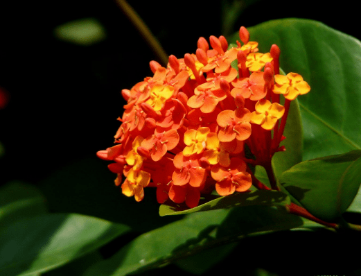 仙丹花怎么修剪?仙丹花修剪方法介绍!