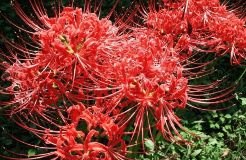 网球花要怎么养殖?网球花这样养成活率才更高!