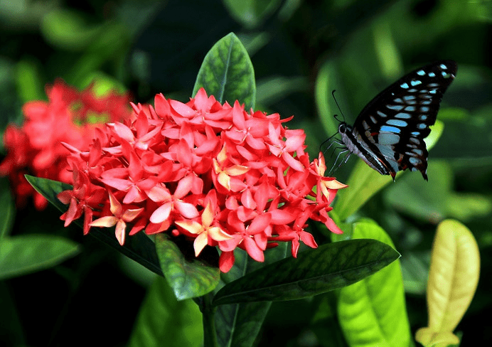 仙丹花花语是什么？仙丹花花语和传说介绍！