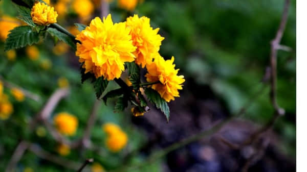棣棠花的花语是什么？它的美丽传说你听说过吗？