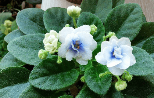 非洲瑾的花语！非洲瑾的花语有这么美吗？
