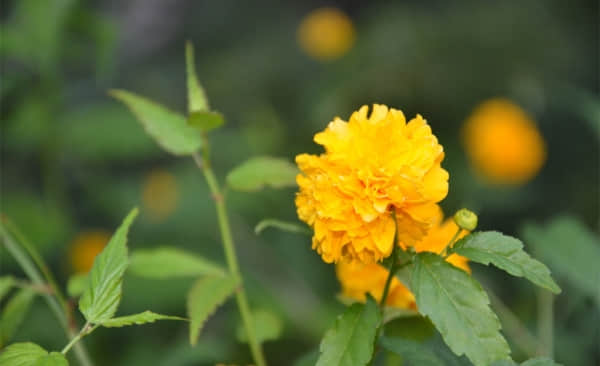 棣棠花的花语是什么？它的美丽传说你听说过吗？