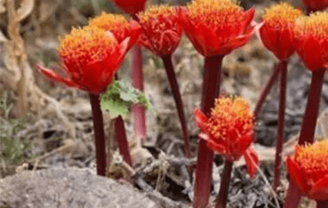 网球花要怎么养殖?网球花这样养成活率才更高!