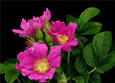 缫丝花的花期是什么时候？这个时间更适合去看缫丝花！