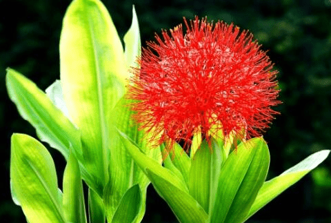 网球花要怎么养殖?网球花这样养成活率才更高!
