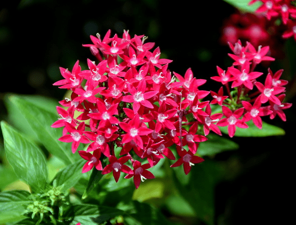仙丹花怎么修剪?仙丹花修剪方法介绍!