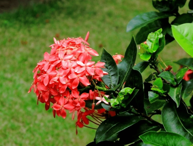 仙丹花有毒吗？仙丹花有哪些功效与作用呢？