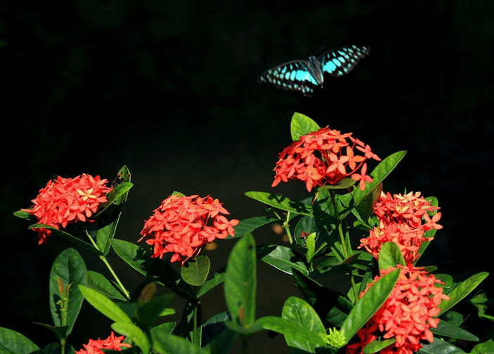 仙丹花花语是什么？仙丹花花语和传说介绍！