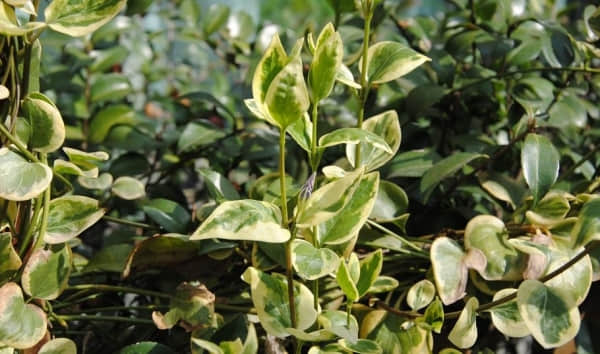 花叶长春蔓为何不开花?一定是你的养殖方法出现问题了!