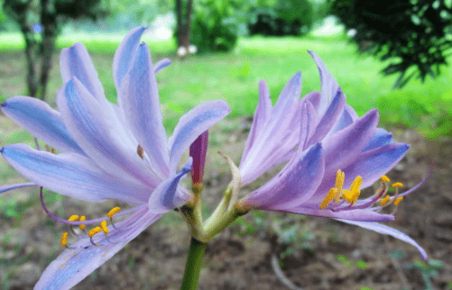 换锦花有毒？这是真的吗？