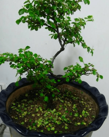 珍珠梅盆景怎样养护？珍珠梅盆景养护方法介绍！