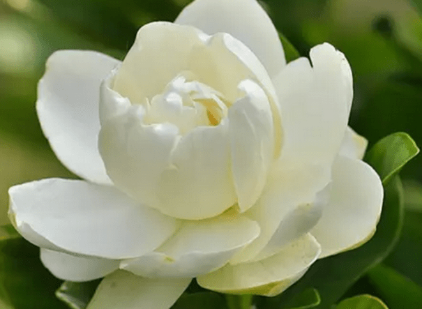 栀子花的花语和传说介绍！这样的栀子花还是你所熟悉的吗？