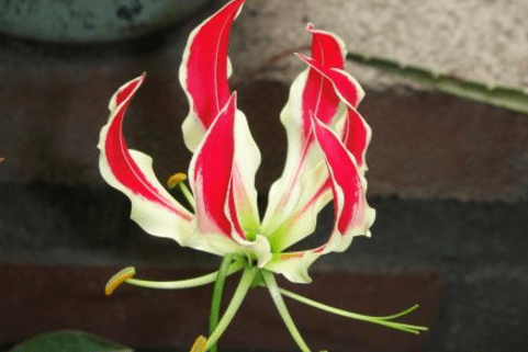 嘉兰的花语是什么?嘉兰有哪些功效与作用?