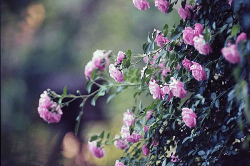 蔷薇花什么时候开花?蔷薇花该怎么养护?