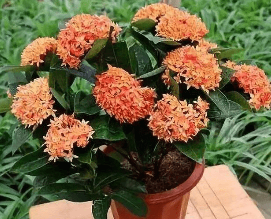 仙丹花怎么养殖？仙丹花养殖方法介绍！